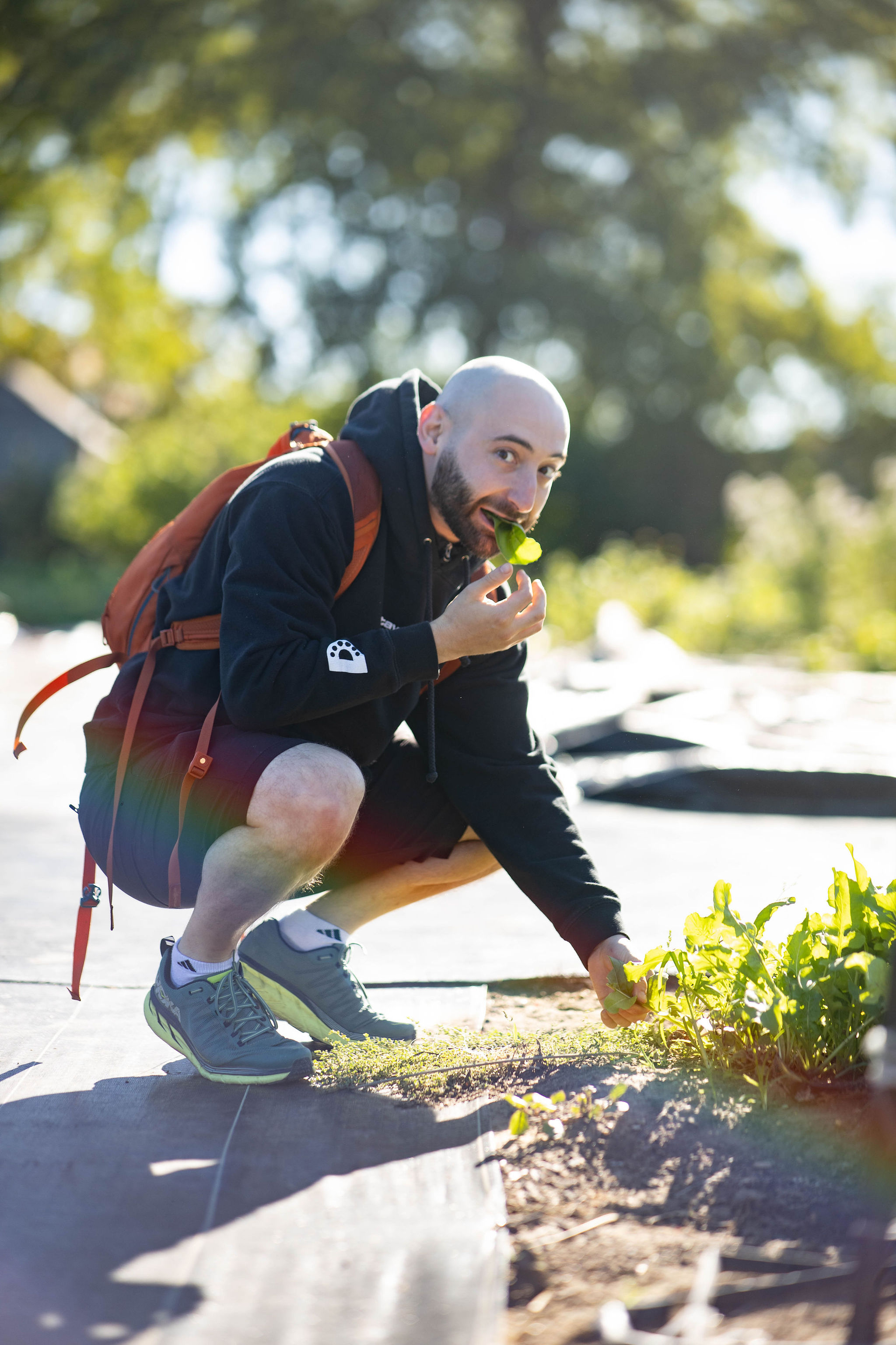Chef crouching in a garden, tasting fresh greens in golden morning light
